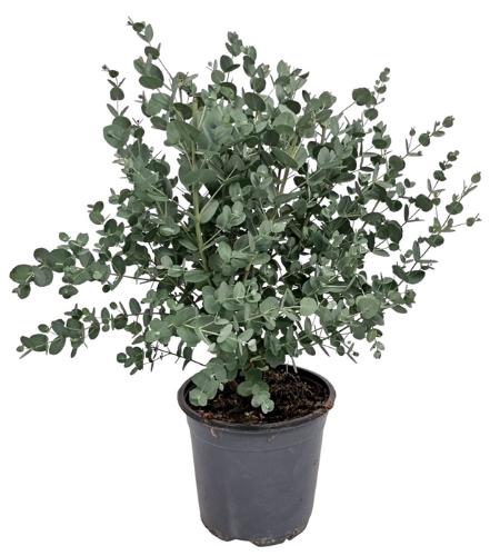 Eucalyptus gunnii