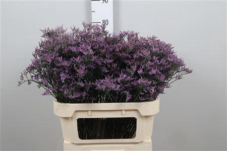 Limonium Piuma Dark Blue