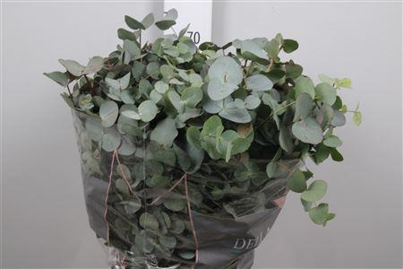 Eucalyptus per bos cinerea