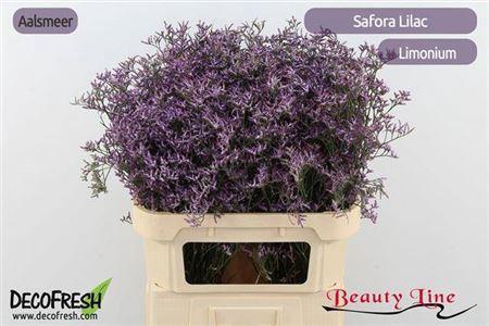 Limonium Safora Lilac