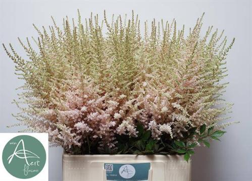 Astilbe (Japonica Grp) 'Avalanche'