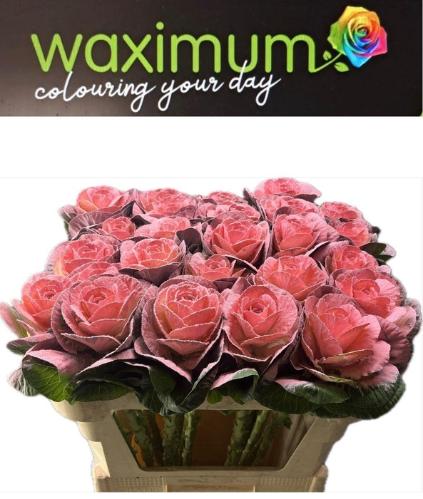 Brassica oleracea kleurbehandeld H%