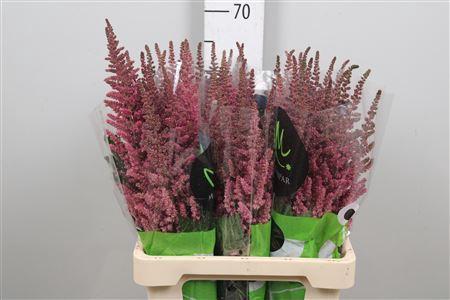 Astilbe chinensis 'Vision in Pink'