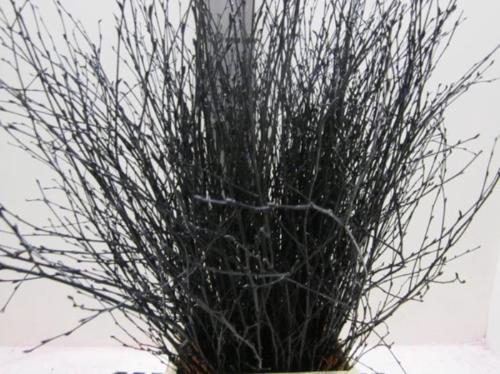 Betula kleurbehandeld H%