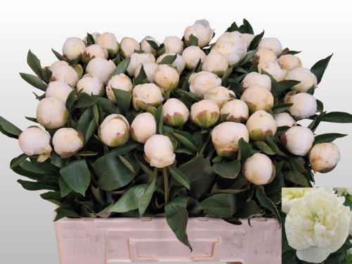 Paeonia Lactiflora Grp 'Duchesse de Nemours'