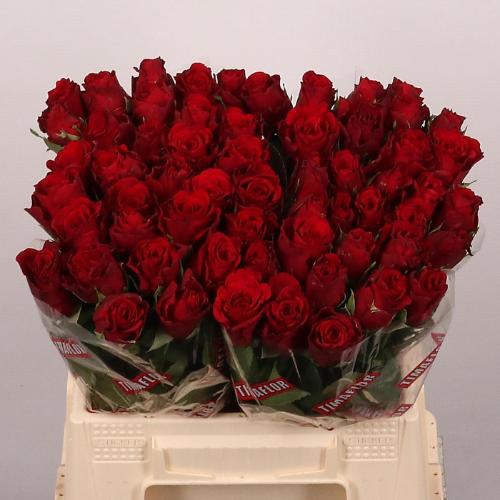 Rosa grootbloemig Upper Class