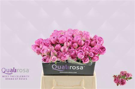 Rosa tros Purple Bubbles