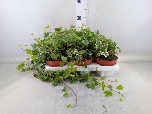 Hedera helix 'Eva'