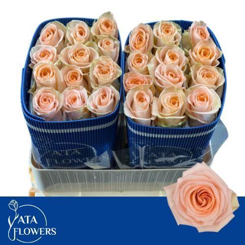 Rosa grootbloemig Tiffany!