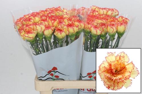 Dianthus standaard 'Rita'