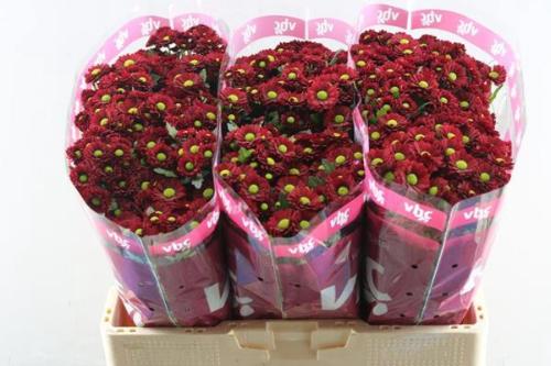 Chrysanthemum (Indicum Grp) tros santini Ladybird