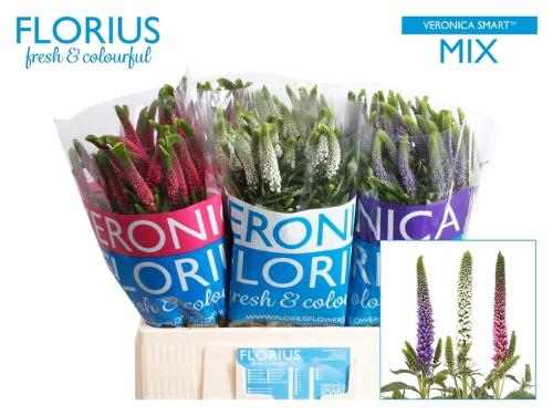 Veronica Smart Gemengd