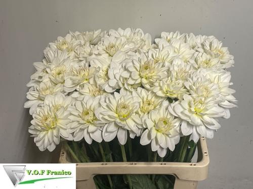 Dahlia 'White Onesta'