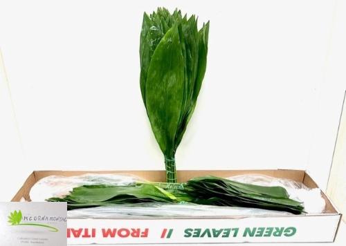 Aspidistra elatior overig
