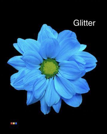 Chrysanthemum Indicum Grp tros kas kleurbehandeld H%