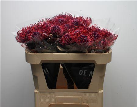 Leucospermum 'Naomi' kleurbehandeld H%