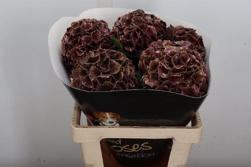Hydrangea overig kleurbehandeld H%
