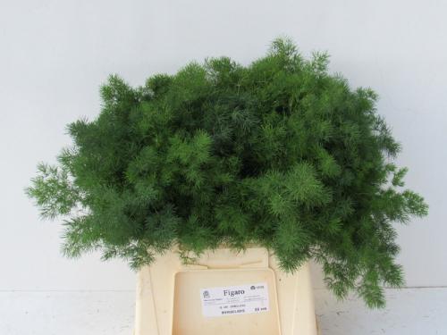 Asparagus umbellatus