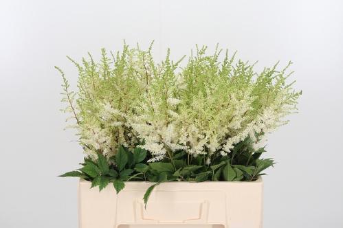 Astilbe Arendsii Grp 'Diamant'