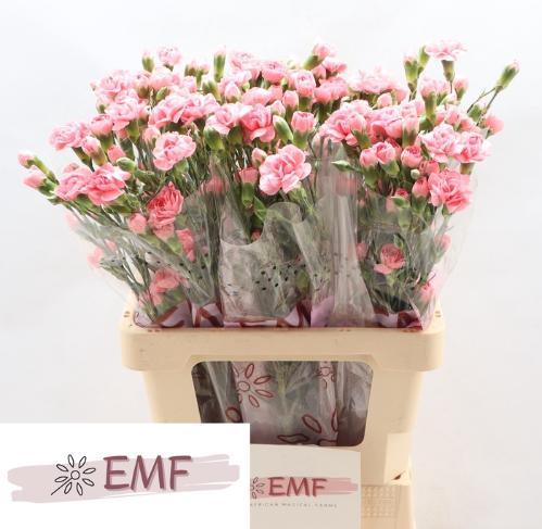 Dianthus tros Bubble Gum