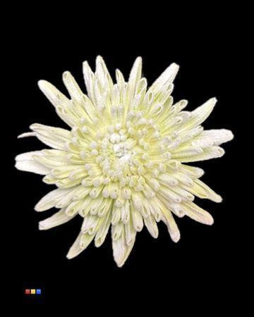 Chrysanthemum geplozen kas kleurbehandeld H%