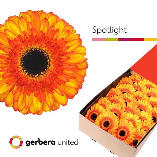 Gerbera grootbloemig Spotlight