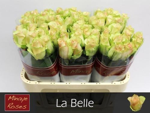 Rosa grootbloemig La Belle