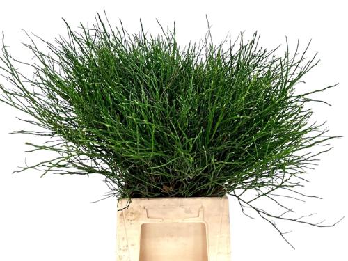 Vaccinium myrtillus per bos