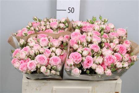 Rosa tros Kate-Lynn