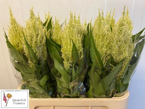 Celosia (Plumosa Grp) Sunday Green
