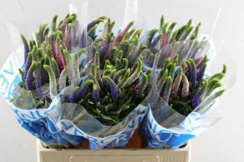 Veronica Smart Rainbow Gemengd