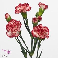 Dianthus tros 'Minuetto'