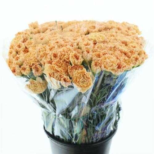 Dianthus standaard Monnalisa Orange