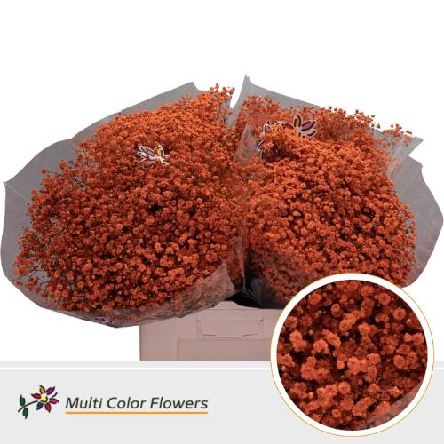 Gypsophila overig kleurbehandeld H%