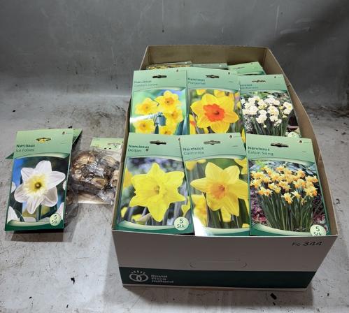 Narcissus (bol)