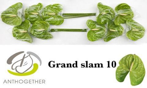 Anthurium (Andreanum Grp) Grand Slam