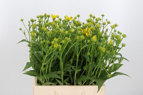 Rudbeckia nitida