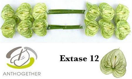 Anthurium (Andreanum Grp) Extase