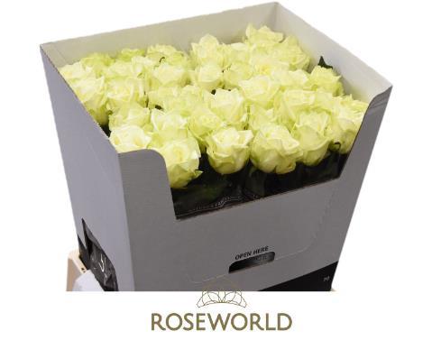Rosa grootbloemig White Naomi!