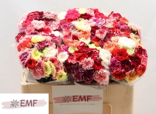 Dianthus standaard gemengd in bos