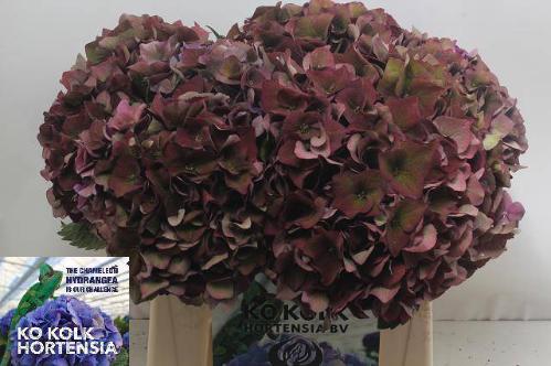Hydrangea macrophylla 'Mon Amour' (classic)