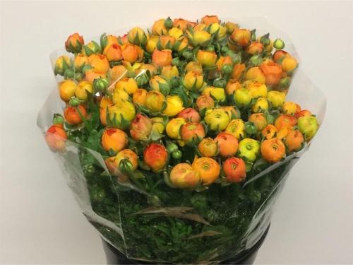 Ranunculus asiaticus 'Elegance Orange'