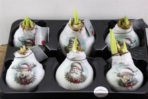 Hippeastrum bol gewaxt H%