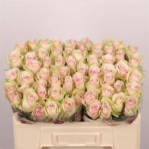 Rosa grootbloemig Pink Athena