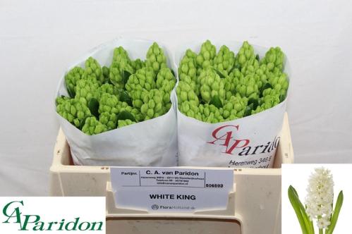 Hyacinthus orientalis 'White King'