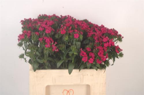Dianthus barbatus 'Amazon Neon Cherry'