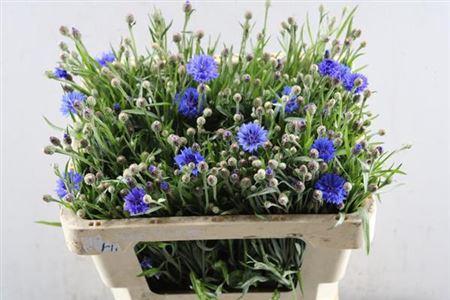 Centaurea cyanus