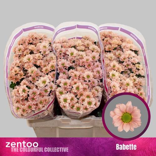 Chrysanthemum (Indicum Grp) tros santini Babette