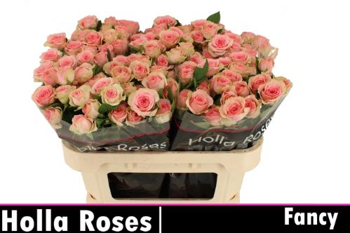 Rosa tros Fancy