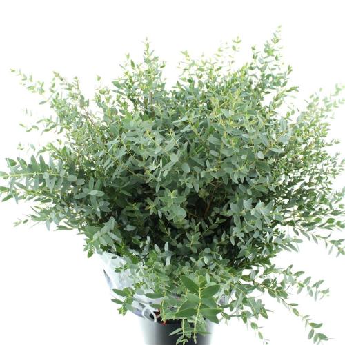 Eucalyptus per bos parvifolia